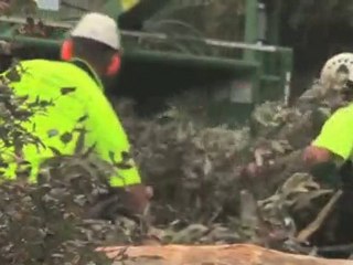 Tree Felling Manly Vale Banksia Arborcare NSW