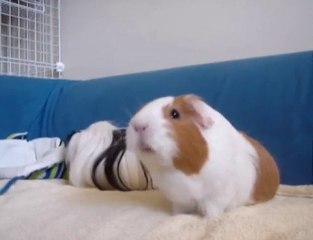Guinea Pig's  Tricks !!!!! SMARTYYYY PIGGIESS ! ( / =3= )/