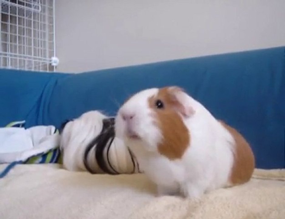 Guinea Pig's  Tricks !!!!! SMARTYYYY PIGGIESS ! ( / =3= )/