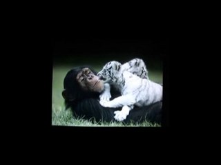 EGAL EGAUX (LAETITIA) (VTS_01_1)