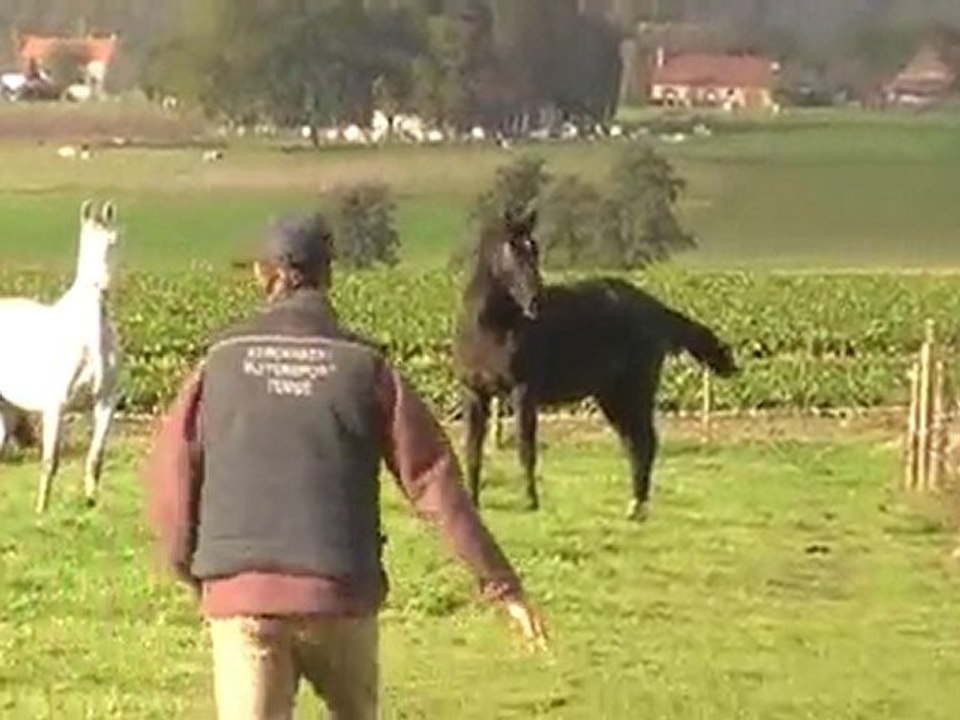 Iomare et Double Magic en prairie 10.2010