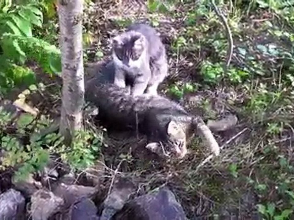 Chat Kinesitherapeute