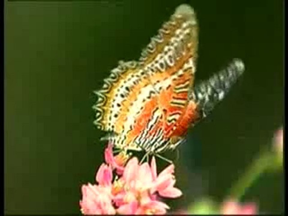 Renklerin dili