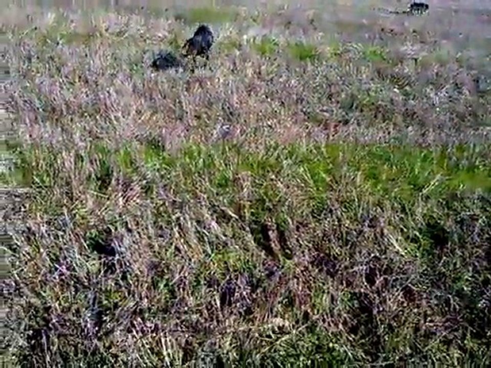 bodo vom rosenvehn diana tank super patrone ferma turgayttt