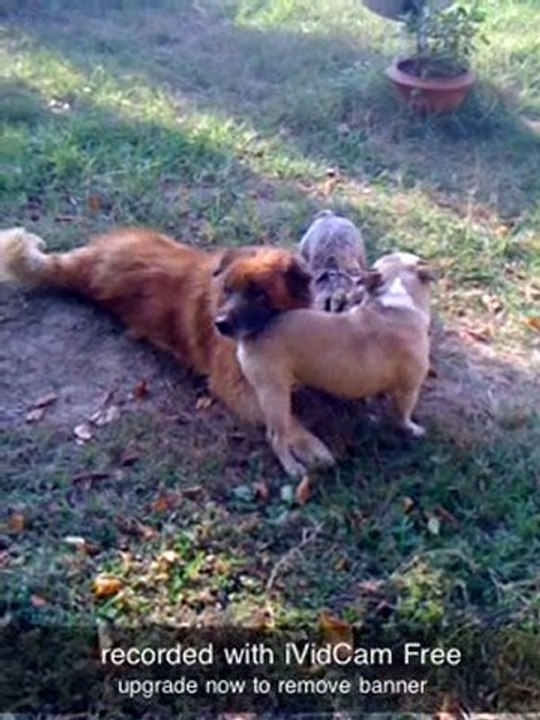 dur d etre un chien en retraite