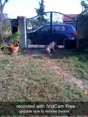 bouledogues f qui jouent