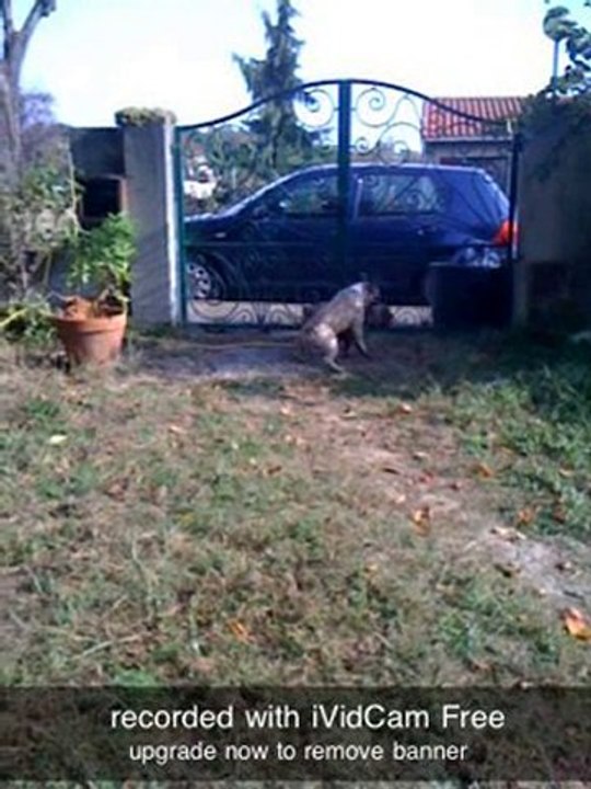 bouledogues f qui jouent