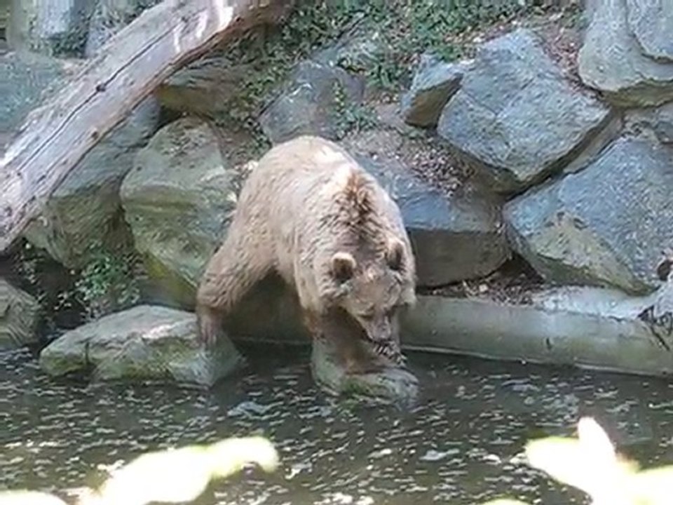 La Flèche : ours zoo