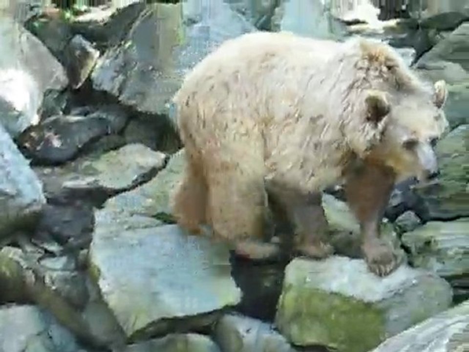 La Flèche : ours zoo