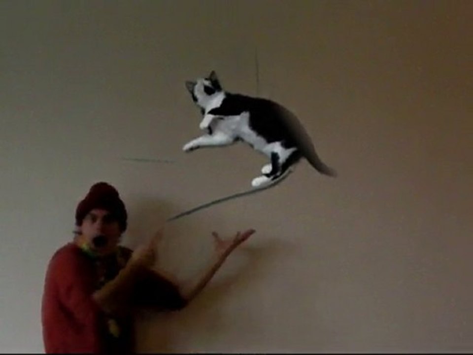 Chat qui vol ( PARANORMAL CAT )