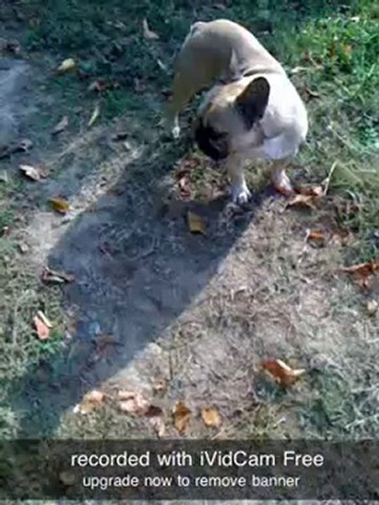 mon bouledogue et son pote