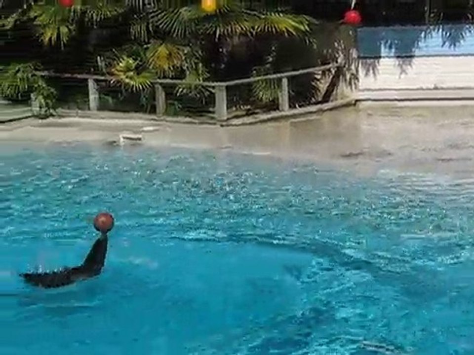 La Flèche : otaries zoo
