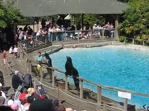 La Flèche : otaries zoo