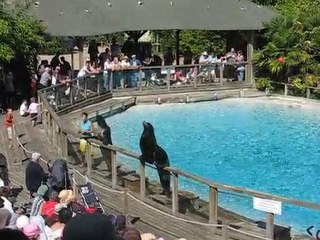 La Flèche : otaries zoo