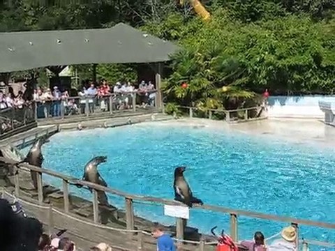 La Flèche : otaries zoo