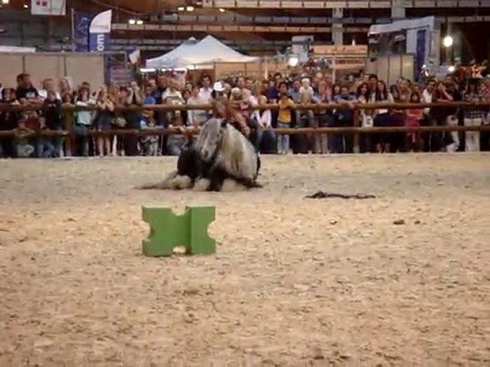 Equid'espace 2010 Cynthia, Tao & Mélie