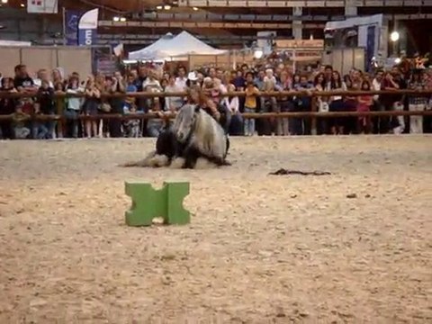 Equid'espace 2010 Cynthia, Tao & Mélie