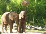 La Flèche : éléphants zoo