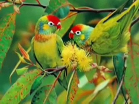 Engin Noyan Esmaul Husna 3