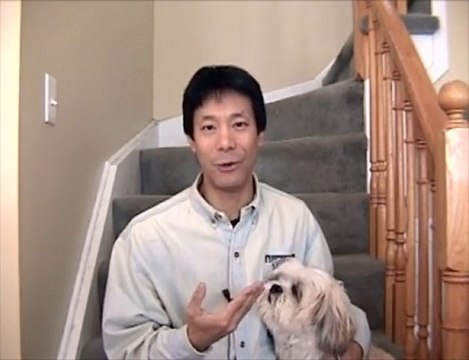 LItter Box Potty Training Dogs In Apartment High-Rise Condos