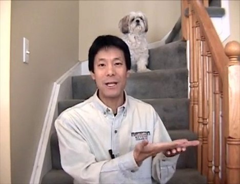 Potty Train Dogs Indoors With Dog Litterbox