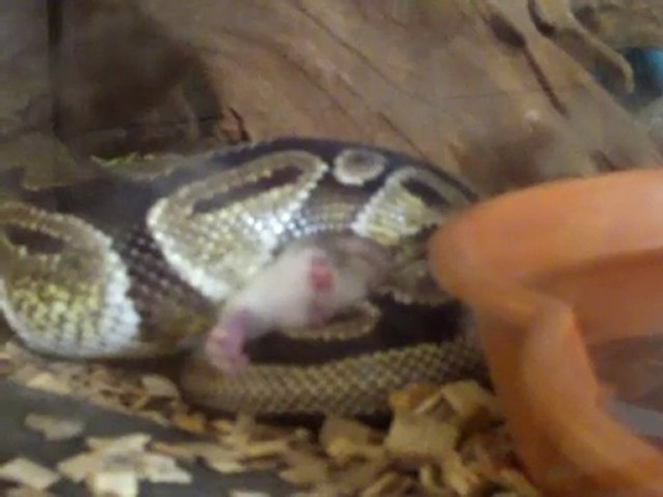 REPAS PYTHON