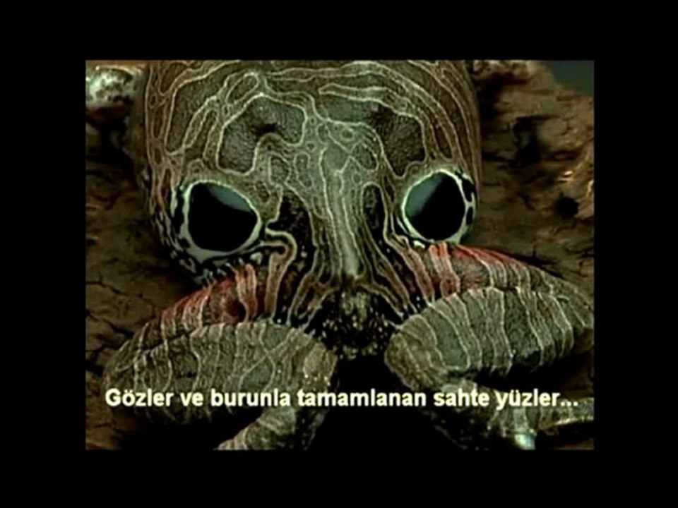 Hayvanlarda Kamuflaj