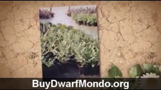 Buy Dwarf Mondo