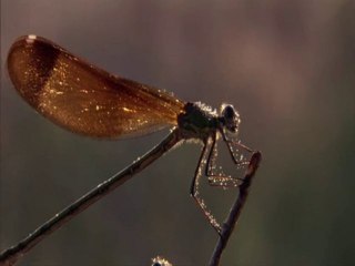 LIBELULAS - DOCUMENTAL