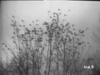 Information Première : émission du 29 février 1972