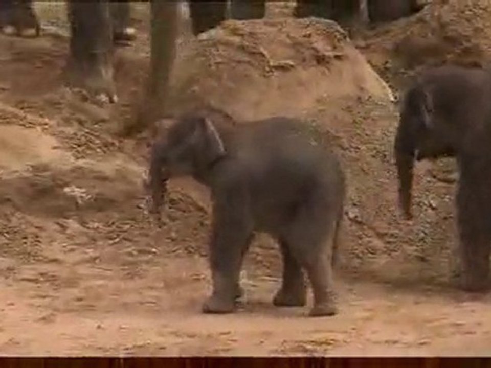 coup de pied d'éléphant