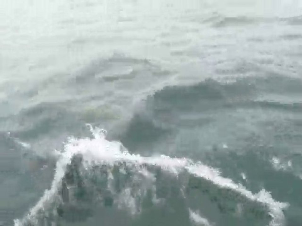 Asantesana - Folie Douce - Dauphin - Large Groix - Lorient