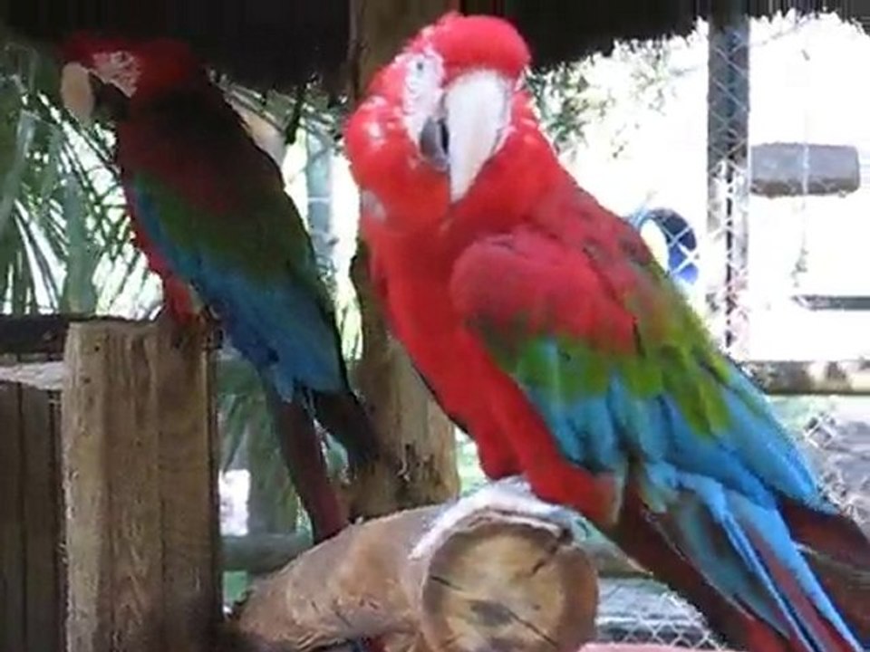 La Flèche : perroquets zoo