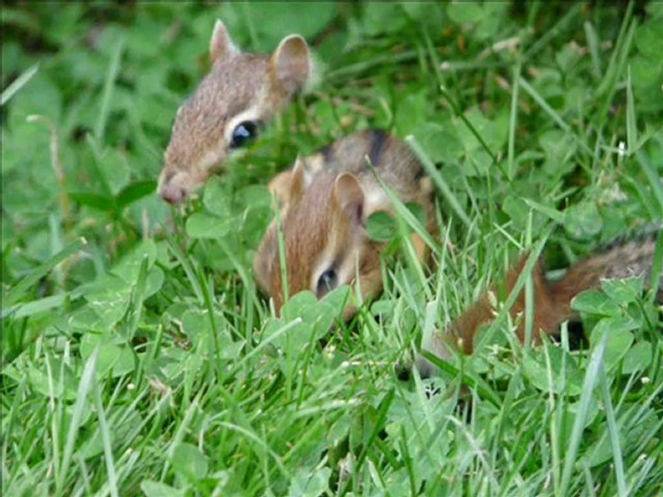 Jardin des Métis (suite et fin).