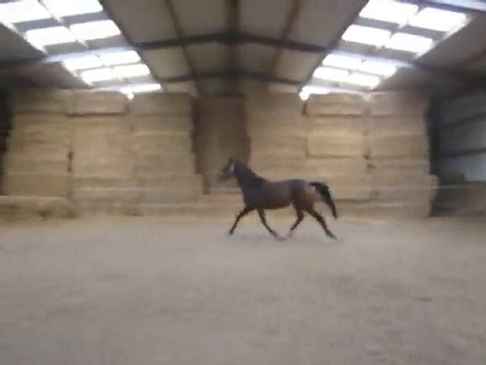 winnetou  octobre 2010 026