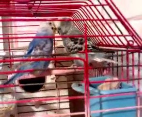 MUHABBET KUŞU EŞLEŞME VİDEOSU(Mümin TONGUR)