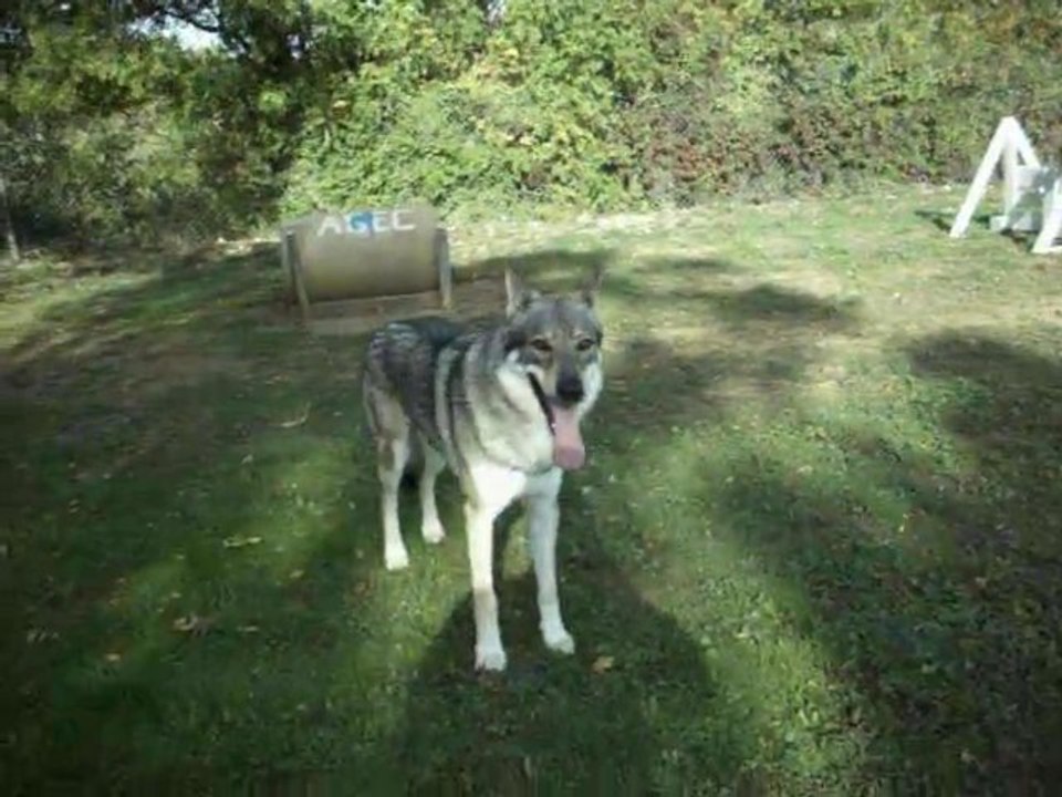 Loup Tchèque au travail !  A.G.E.C.