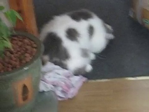 KIO en pleins délire