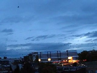 CORNEILLES NOIRES première partie