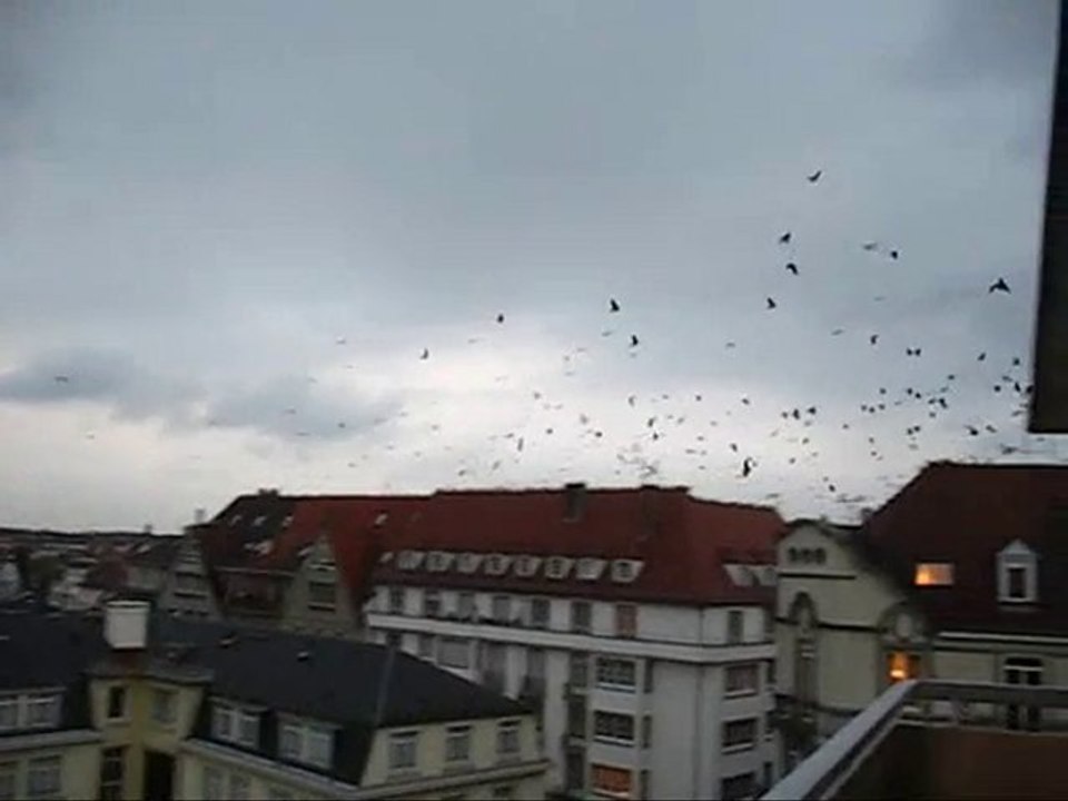 LES CORNEILLES NOIRES DEUXIEME ET DERNIERE PARTIE