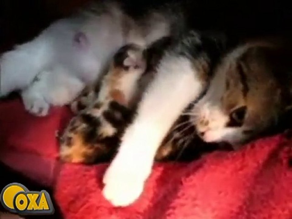 louloute et ses petits