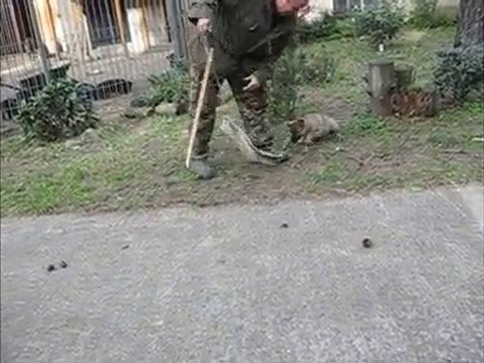 C-Wurf, 7 Wochen, Hündin