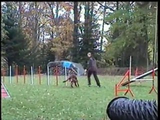 D'Ginger 2 ème passage _ entraînement samedi 23/10/2010