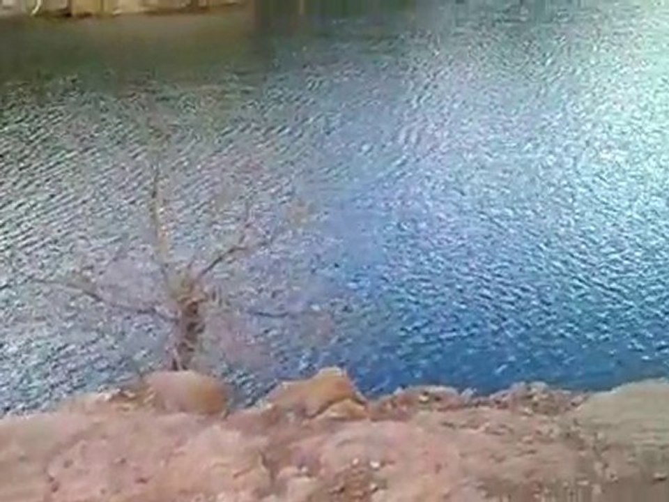 24102010019