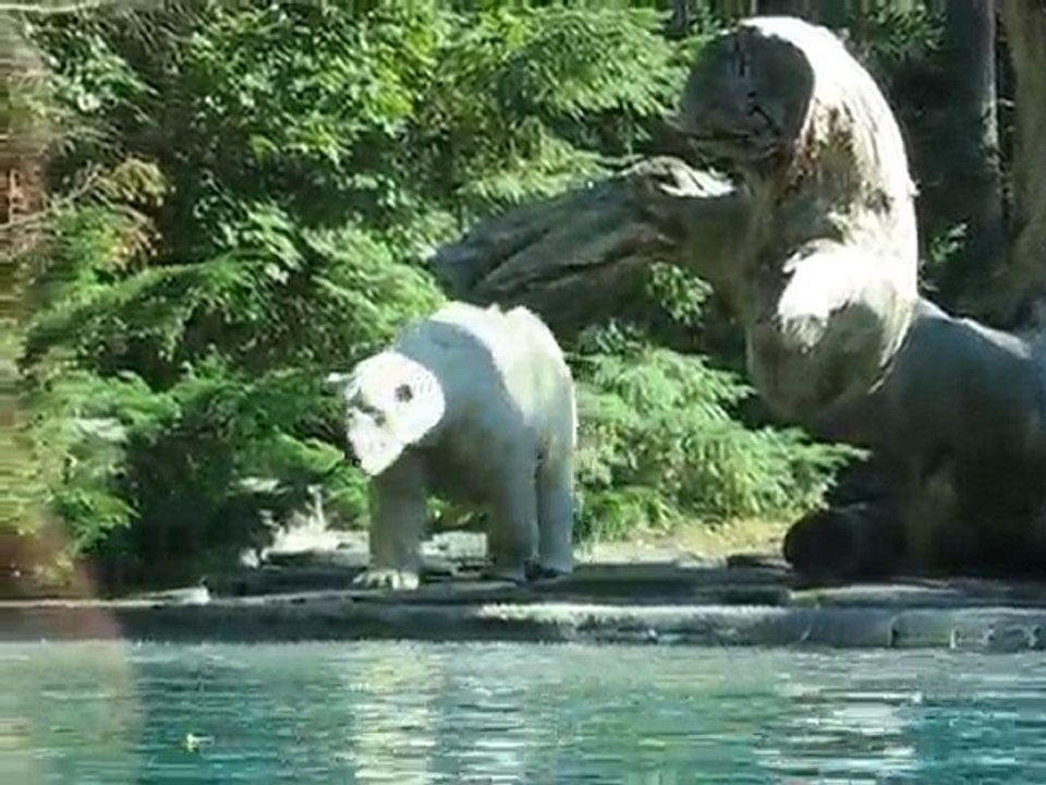 La Flèche : ours zoo