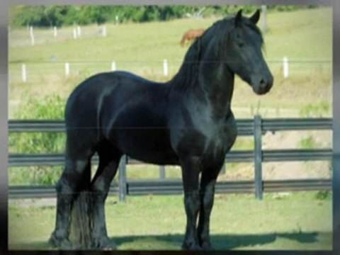 Friesian Horses World (1)