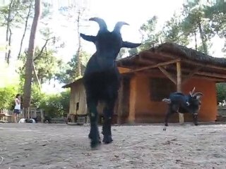 La Flèche : chèvres zoo