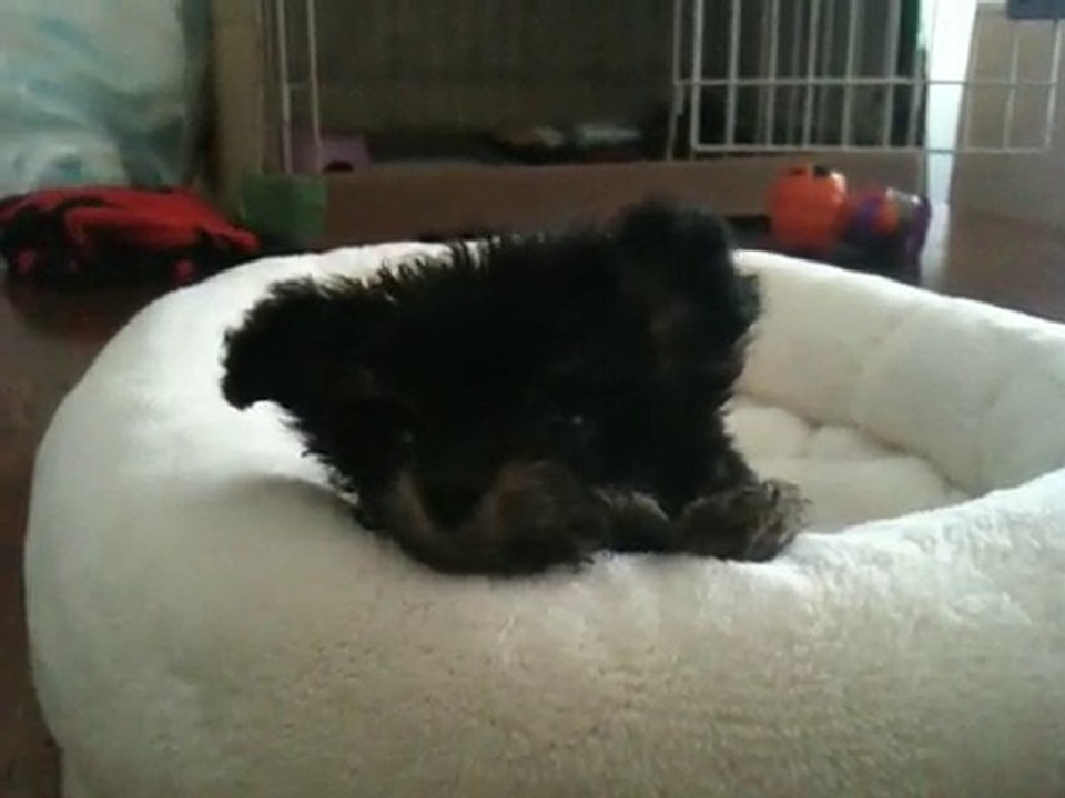 gackt chiens