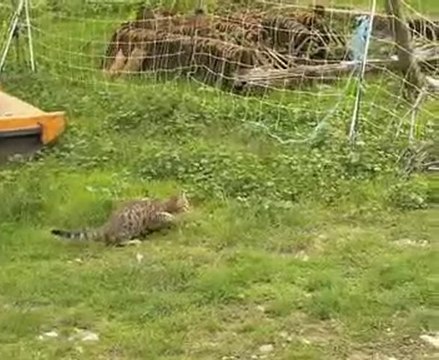 Une terreur de 5 mois attaque mes mini chèvres ! 2