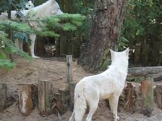 La Flèche : loups zoo